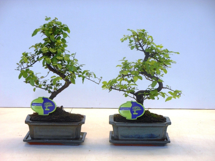 <h4>Sageretia theezans, 20cm., shape, with drip tray</h4>