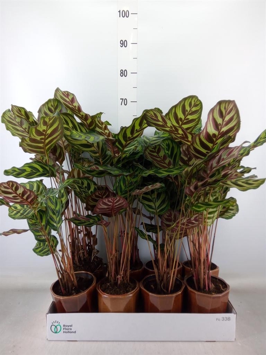 <h4>Calathea makoyana</h4>