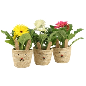 4501148: Solutionss Easter