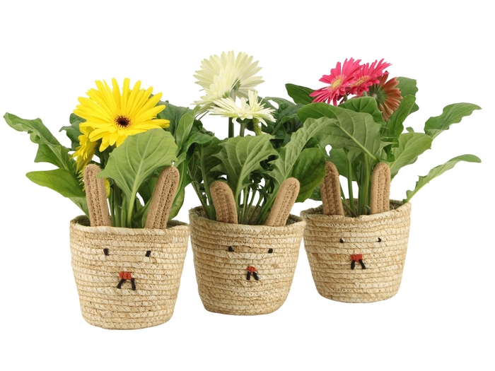 <h4>4501148: Solutionss Easter</h4>