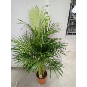 Dypsis lutescens   ...Chrysalidoca