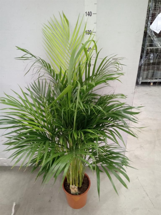 <h4>Dypsis lutescens   ...Chrysalidoca</h4>