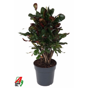 Codiaeum Mammi vertakt P19