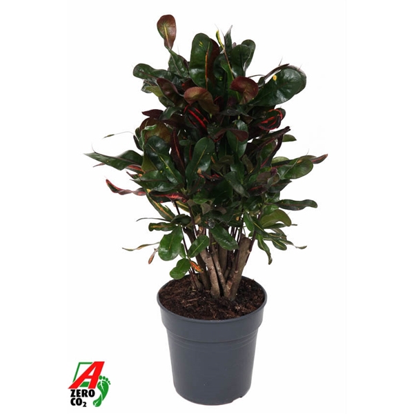 <h4>Codiaeum Mammi vertakt P19</h4>