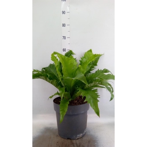 Asplenium antiquum 'Gioia'