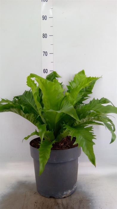 <h4>Asplenium antiquum 'Gioia'</h4>