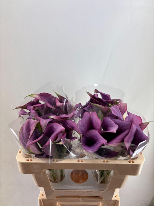 <h4>ZANT DURBAN DOUBLE</h4>