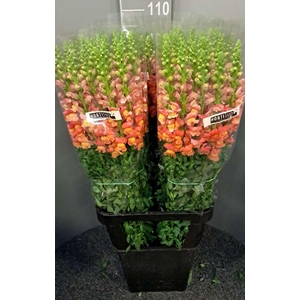 Antir Antibes Orange X50