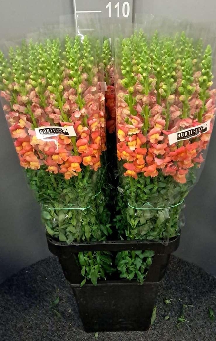 <h4>Antir Antibes Orange X50</h4>