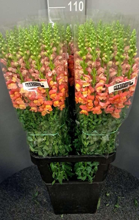 <h4>Antir Antibes Orange</h4>