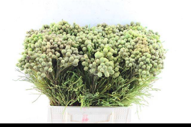 <h4>BERZ ABROTANOIDES</h4>