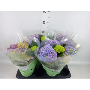 Hydrangea mac. 'Hi River'