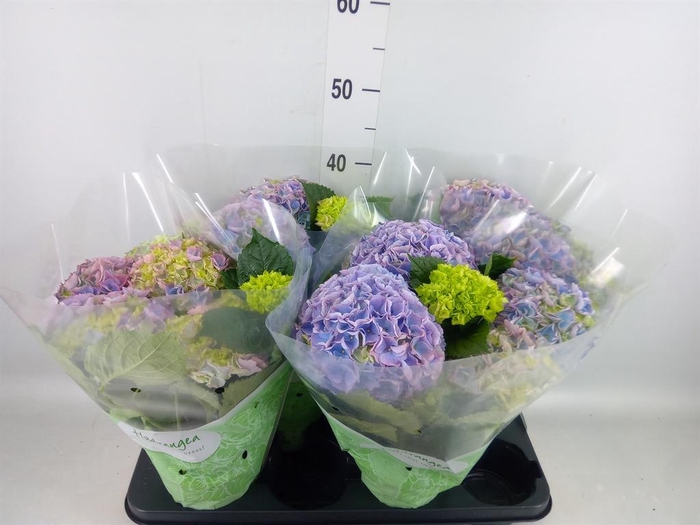<h4>Hydrangea mac. 'Hi River'</h4>