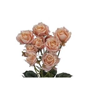 Rosa ec spray sahara sensation