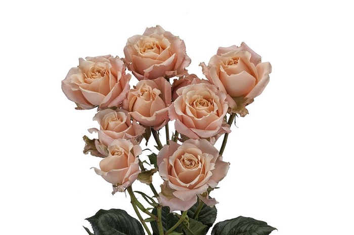 <h4>Rosa ec spray sahara sensation</h4>