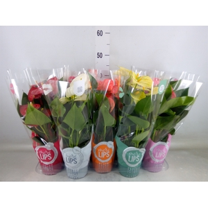 Anthurium   ...mix