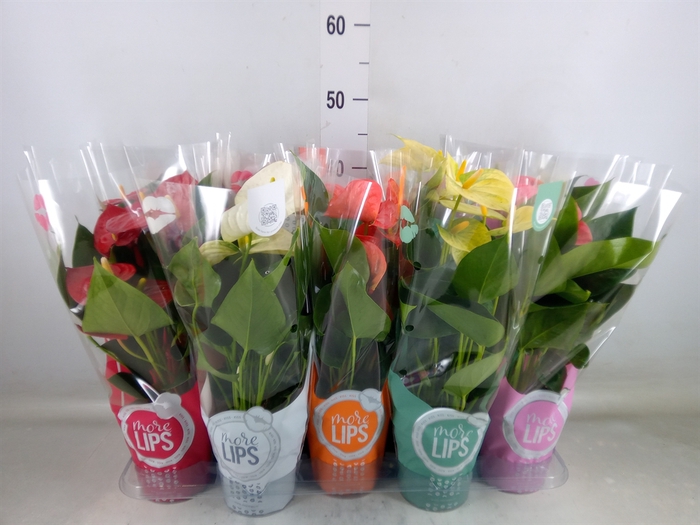 <h4>Anthurium   ...mix</h4>