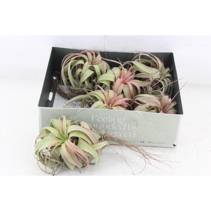 <h4>Arr3 Cp - Till. Eric Knobloch</h4>