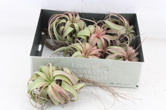 <h4>arr3 CP - Till. Eric knobloch</h4>