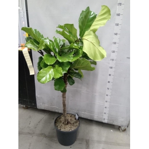 Ficus lyrata
