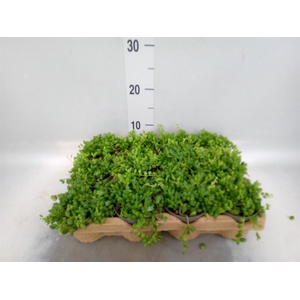 Senecio herreianus