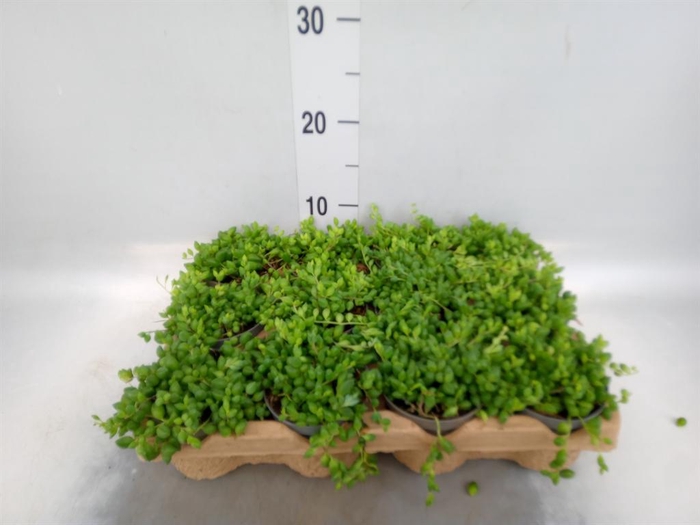 <h4>Senecio herreianus</h4>