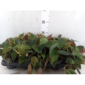 Philodendron scand. subsp. micans