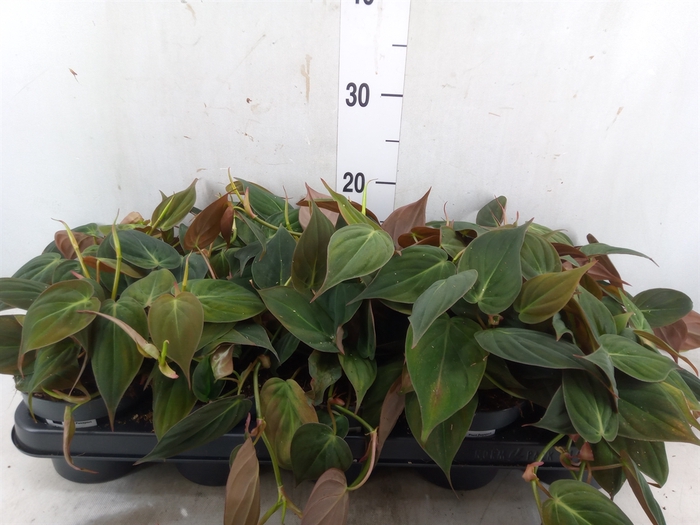 <h4>Philodendron scand. subsp. micans</h4>