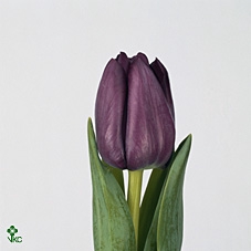 <h4>Tu En Saigon</h4>