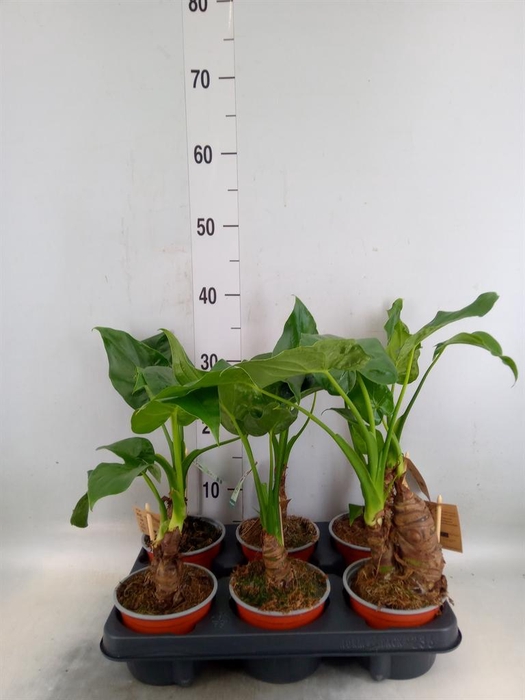 <h4>Alocasia cucullata</h4>