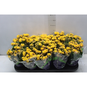 KALANCHOE DOBRADO P11 AMARELO