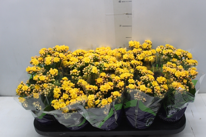 <h4>KALANCHOE DOBRADO P11 AMARELO</h4>