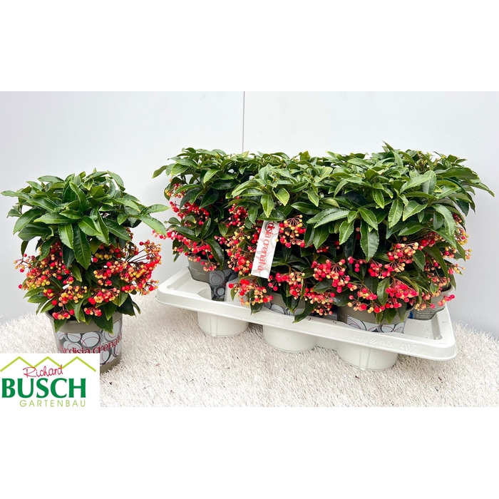<h4>Ardisia Crenata 14Ø 35cm</h4>