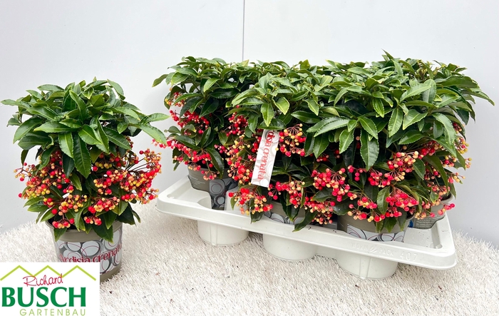 Ardisia Crenata 14Ø 35cm