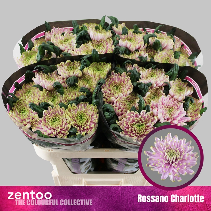 <h4>CHR G ROSSANO CHARLOTTE</h4>