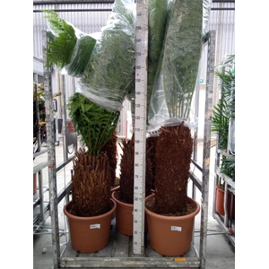 Dicksonia antarctica