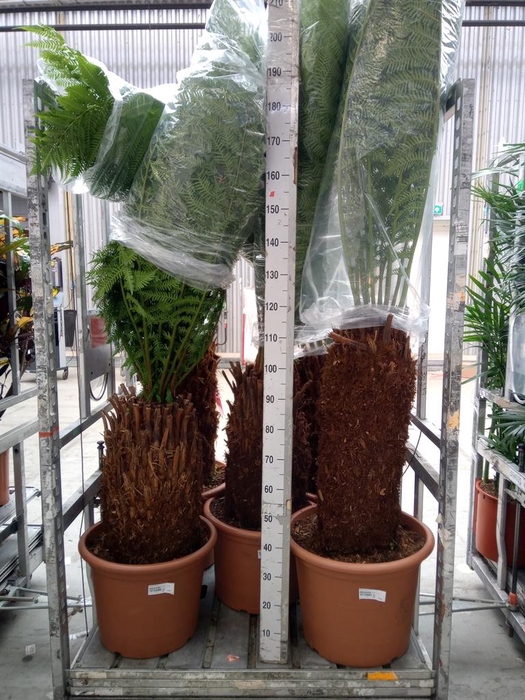 <h4>Dicksonia antarctica</h4>