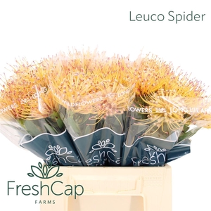 Leuco Spider