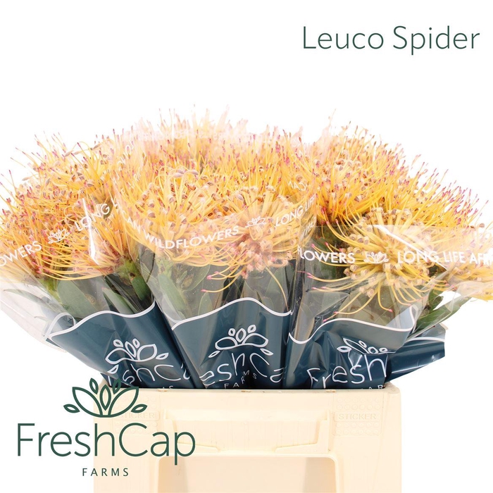<h4>Leuco Spider</h4>