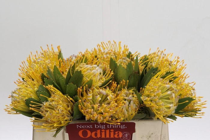 <h4>Nutans Super Gold</h4>