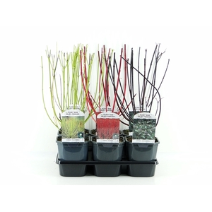 Cornus mix tray 3 soorten