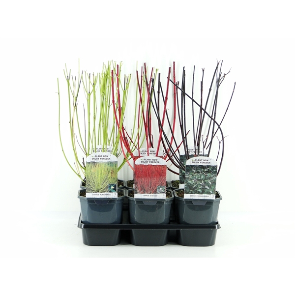 <h4>Cornus mix tray 3 soorten</h4>