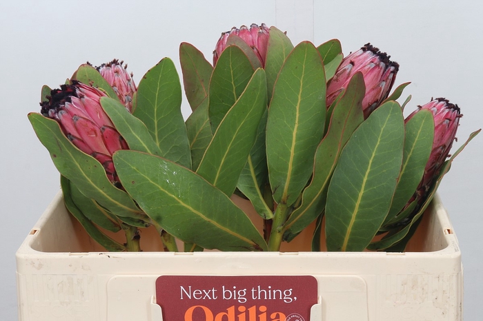 <h4>Protea Barbigera Early Mountain Queen</h4>