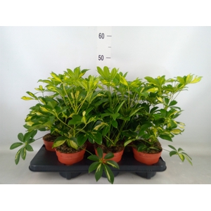 Schefflera arbor. 'Gerda'