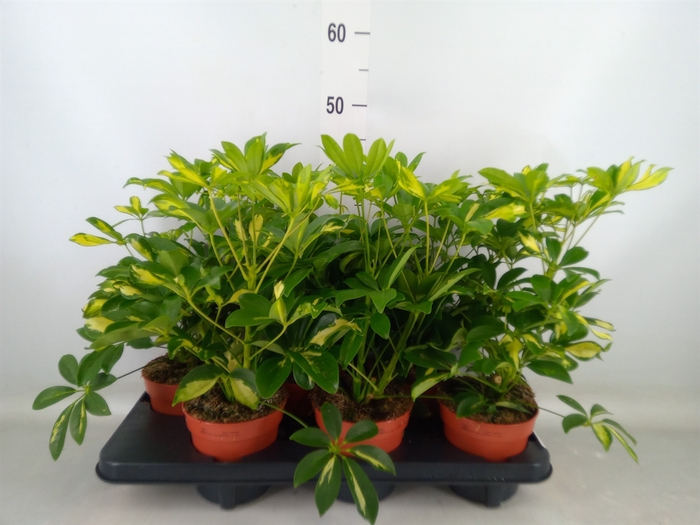<h4>Schefflera arbor. 'Gerda'</h4>