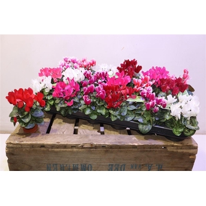 arr8 Cycl Kl Sup Micro