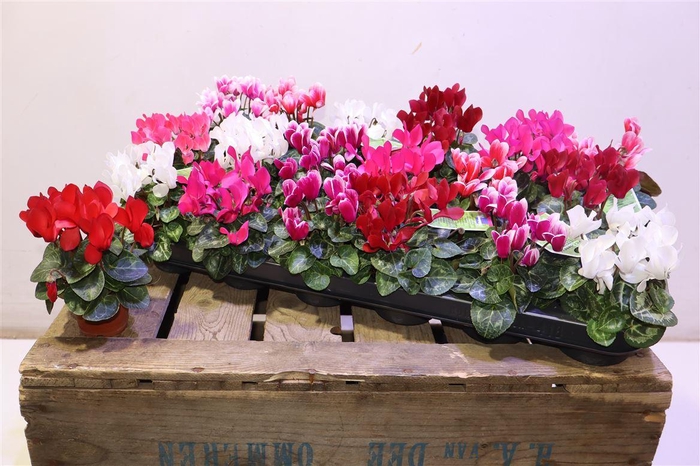 <h4>Cycl Kl Sup Micro</h4>