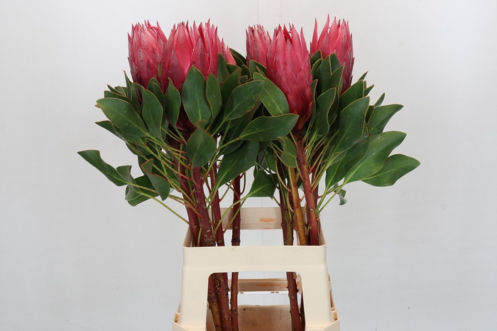 <h4>Protea Cynaroides Madiba</h4>