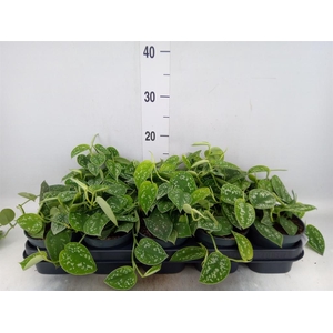 Scindapsus pictus 'Argyraeus'