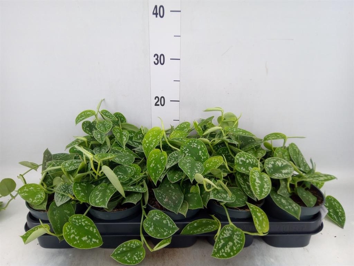 <h4>Scindapsus pictus 'Argyraeus'</h4>